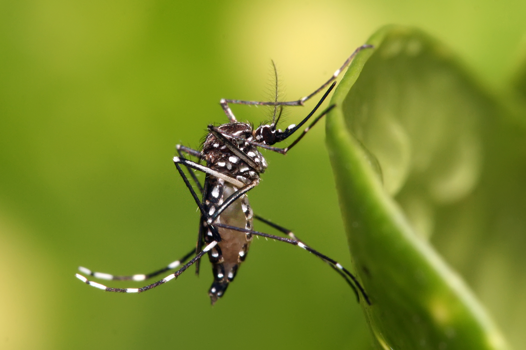 Condomínios residenciais devem estar atentos a focos do Aedes aegypti