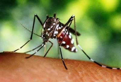 Em SP, 28 municípios estão em alerta de surto de dengue, chikungunya e zika