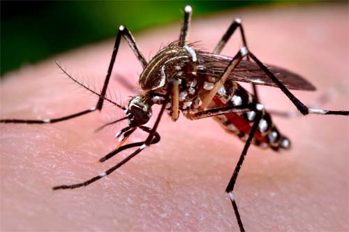 Butantan inicia testes da vacina contra a dengue em Fortaleza