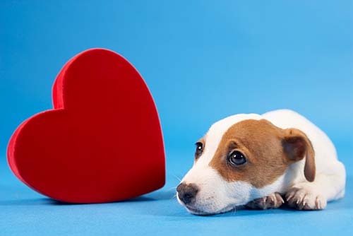 Doenças cardíacas acometem cerca de 35% dos cachorros idosos