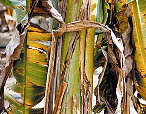 Plano de contingência protege plantações de banana contra novo fungo
