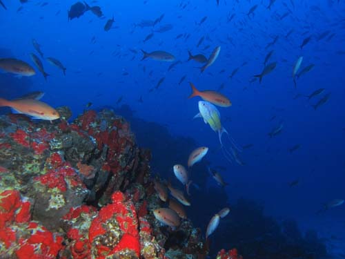 Explicando a origem da vida marinha ao redor de ilhas isoladas