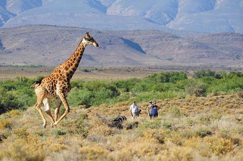 Safari na África do Sul!