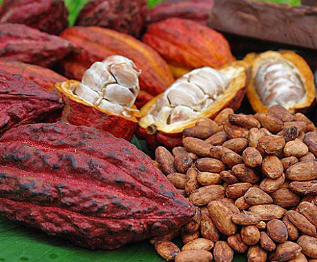Brasil sediará em 2018 a reunião mundial da World Cocoa Foundation