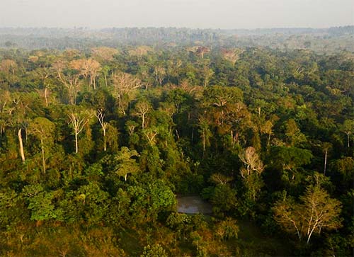 Conservação focada somente em carbono pode desproteger a biodiversidade