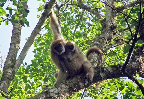 Mono-carvoeiro, maior primata das Américas está ameaçado de extinção
