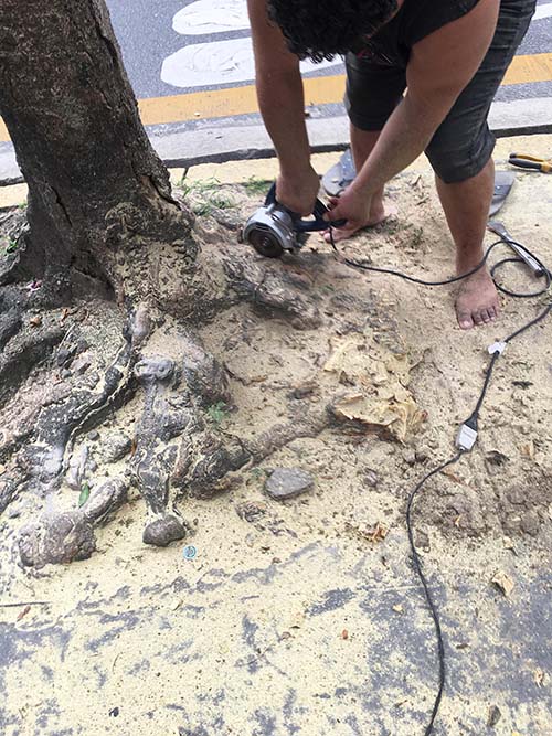 Comerciante é multada por poda ilegal de árvore em Santos