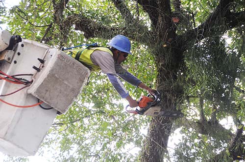 Poda de árvores em Santos terá mais equipes e equipamentos