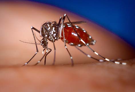 Santos apresenta webinário com ações de enfrentamento à chikungunya