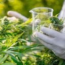 Uso de cannabis medicinal no Brasil mais do que dobrou em 2021