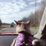 Mudanças e viagens com gatos