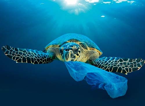 Mar Sem Lixo pagará pescadores por resíduos recolhidos do mar