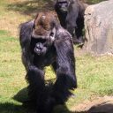Animália Park abriga família de gorilas