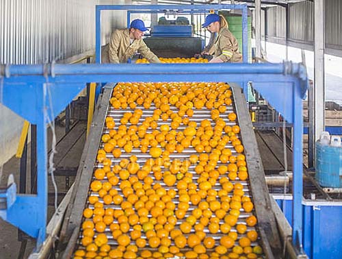 Brasil perde para o México a liderança nas exportações de suco de laranja