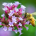 Método exige menos insetos para detectar agrotóxicos em abelhas