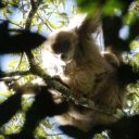 Muriqui-do-sul é identificado em reserva florestal no Sul de Minas Gerais