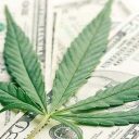 Especialistas discutem o mercado legal de cannabis medicinal e industrial