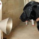 Cães ajudam na prevenção do câncer de mama ainda em estágio inicial