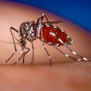 Santos apresenta webinário com ações de enfrentamento à chikungunya