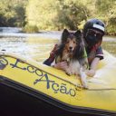 Guia Pet Friendly identificou 154 locais que aceitam animais de estimação