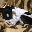 Hoje, pré-conferência debaterá proteção e bem-estar animal em Santos