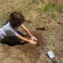 Raízes da União vai plantar 1 milhão de mudas em MG, DF e SP