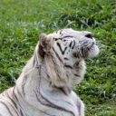 Zoo SP cria programação diversificada para as férias de janeiro