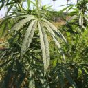 Koba e AgroTravel promovem imersão no mercado cannábico do Paraguai