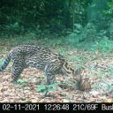 Mais de 20 mil vídeos de animais silvestres em Reserva no Vale do Ribeira