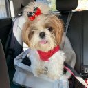 Proteção no trânsito de pets