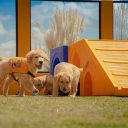 Importância do cão-guia na inclusão de pessoas com deficiência visual