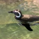 Zoológico de São Paulo inaugura espaço para pinguins-de-magalhães