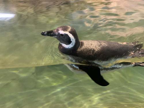 Zoológico de São Paulo inaugura espaço para pinguins-de-magalhães