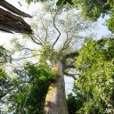 Pará cria o Parque Estadual das Árvores Gigantes da Amazônia