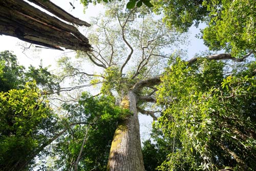 Pará cria o Parque Estadual das Árvores Gigantes da Amazônia