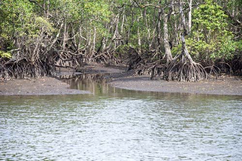 Estudo mapeia potencial climático e qualidade ambiental dos manguezais